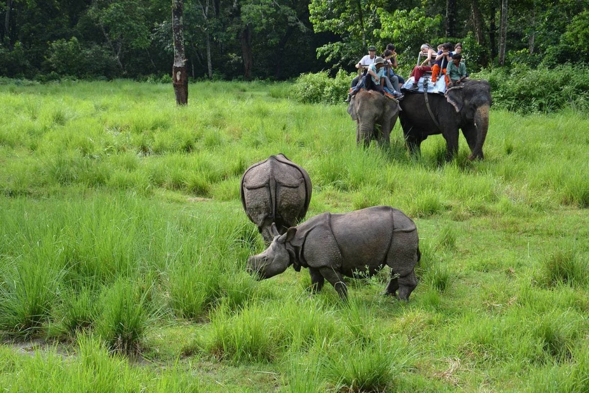 A Guide to Exploring Chitwan National Park: The Wild Heart of Nepal