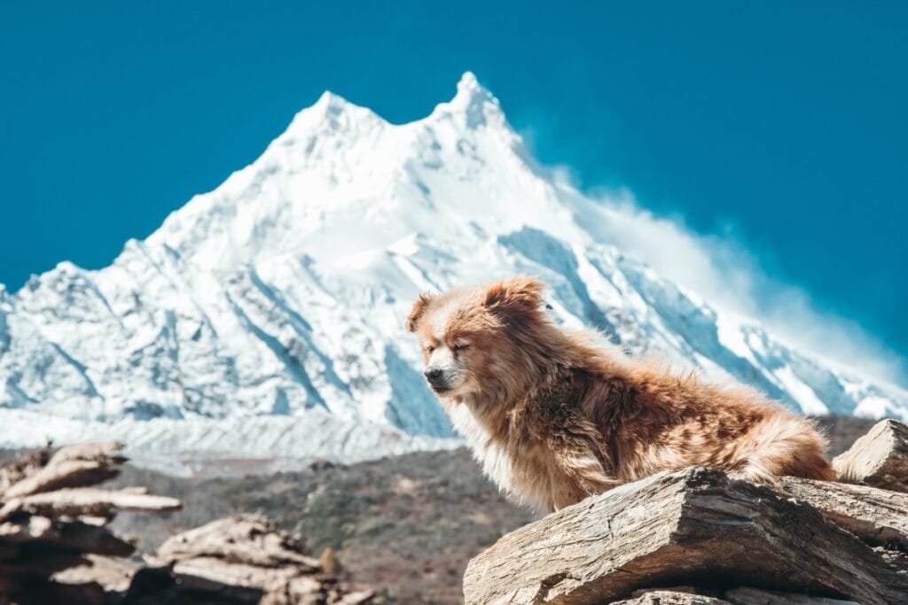 A relaxed dog basking in the sun below Mt. Manaslu in Samagaun village