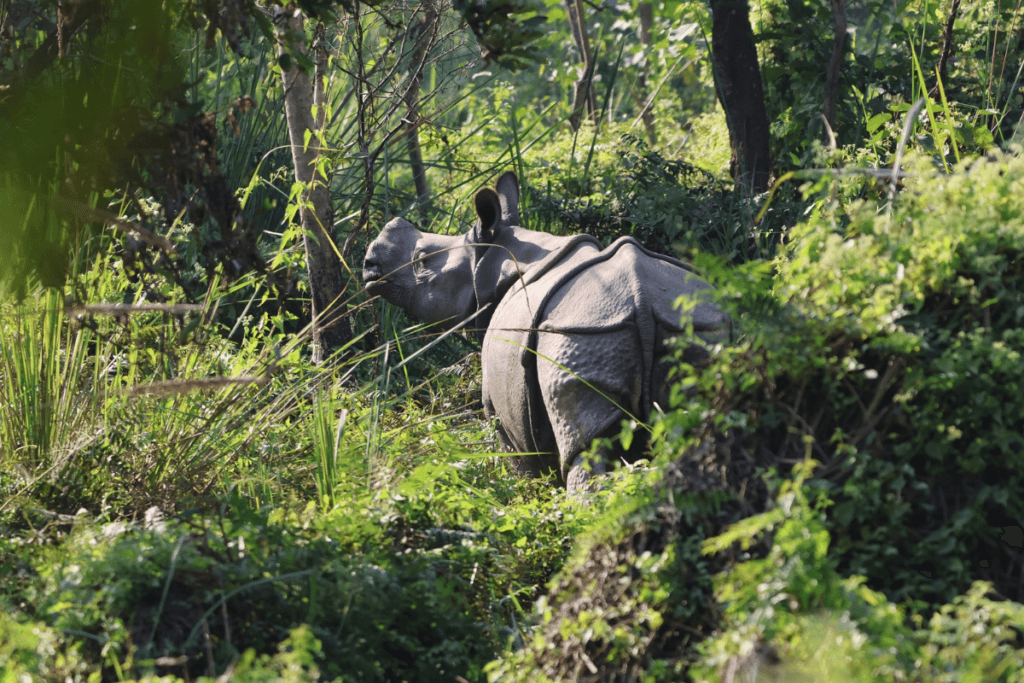 One-horned rhino, Chitwan national park Nepal