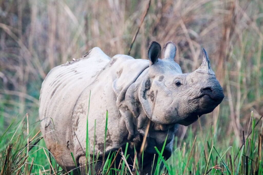 "One horn rhino in Chitwan"