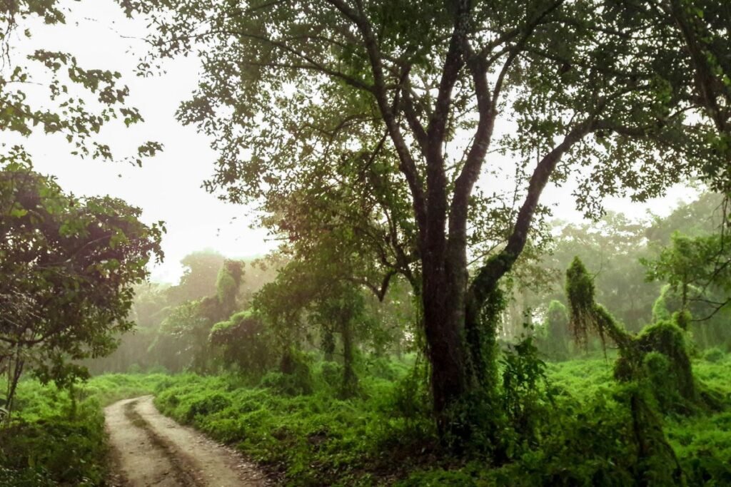 "Inside Chitwan national park"