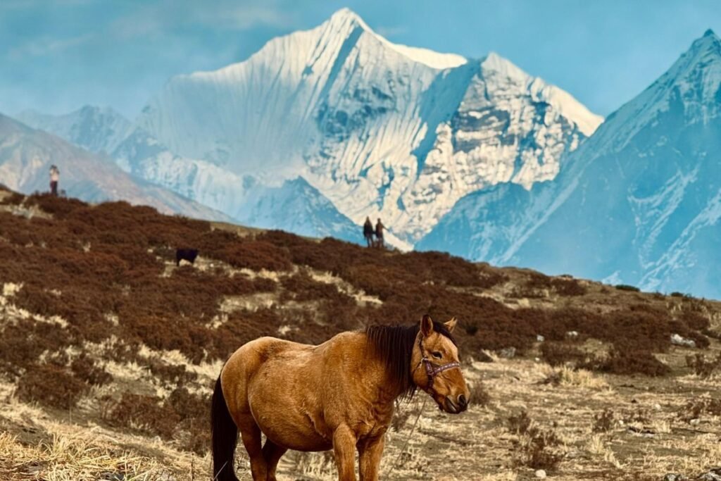 
A brown horse with a bridle stands in the foreground on a dry, grassy hill. In the background, three people are walking along the ridge of the same hill. Behind them, a majestic snow-capped mountain range rises into a clear blue sky.